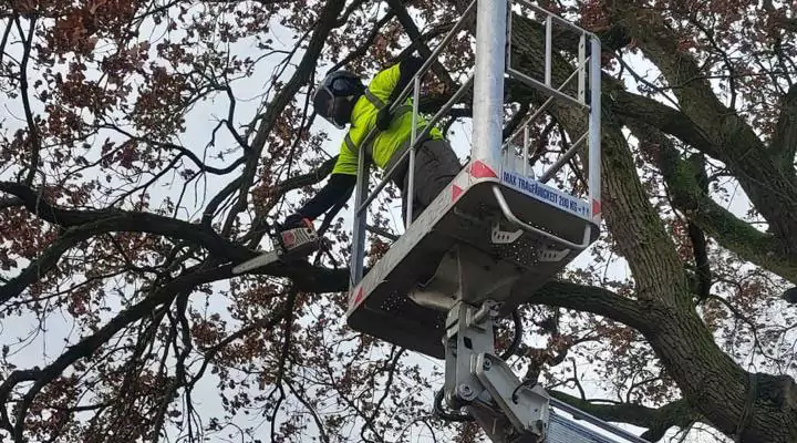 Ein Mann der mit einer Kettensäge auf einem Hochkran einen Baum stutzt