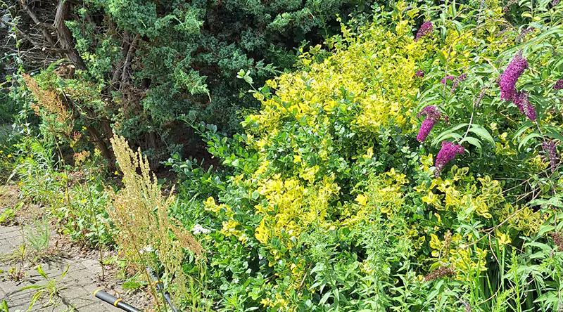Ein wild bewachsener Garten